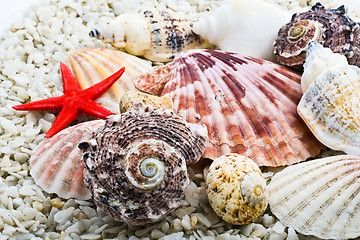 Image showing Shells