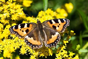 Image showing Butterfly