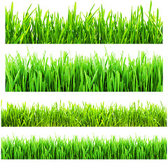 Image showing Grass