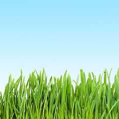 Image showing Grass