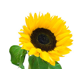 Image showing Sunflower