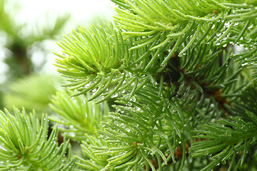 Image showing Pine branch with raindrops