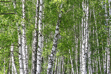 Image showing Birch forest