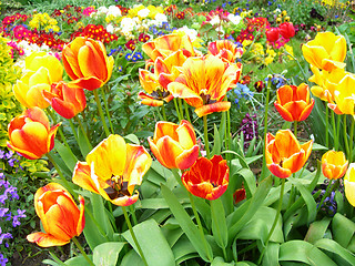 Image showing Spring flowers in a meadow