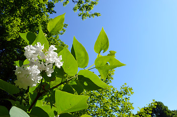 Image showing White lilac flower bloom and greenery on blue sky 