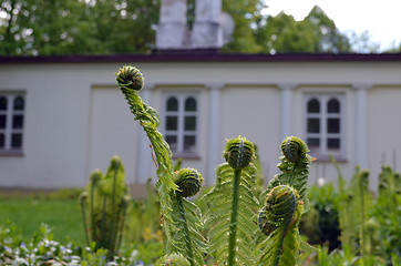 Image showing Spreading fern leaf buds in suburban garden 