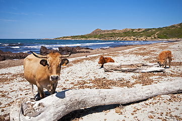 Image showing Ostriconi beach