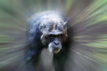 Image showing Monkey in focus