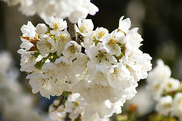 Image showing Blossom in spring