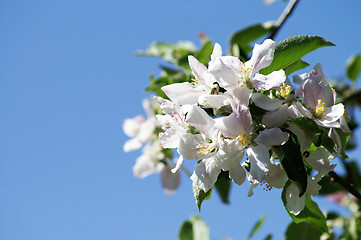 Image showing springtime