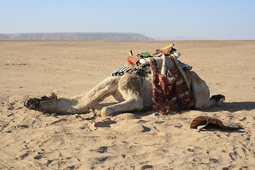 Image showing exhausted camel, recreation needs