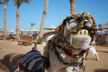 Image showing camel