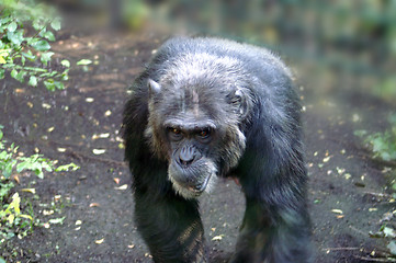 Image showing old monkey