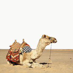 Image showing camel sits