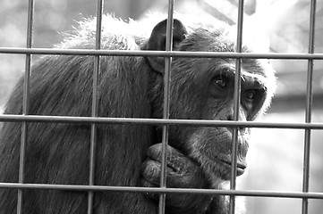 Image showing Monkey in a cage thinking