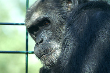 Image showing The sad sight of a monkey