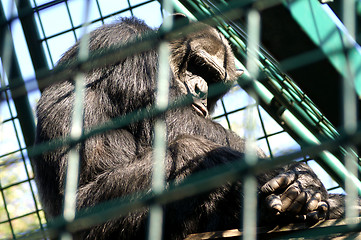 Image showing Monkey man in cage