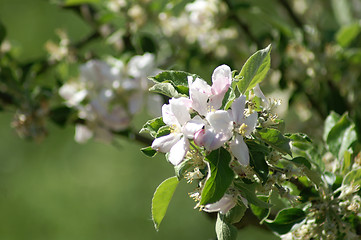 Image showing trees bloom in spring