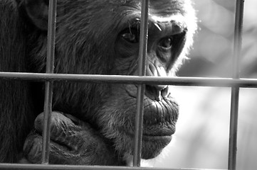 Image showing Monkey behind bars