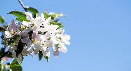 Image showing spring time