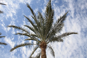 Image showing without coconut palm