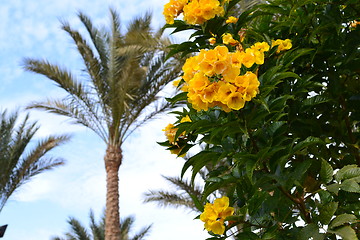 Image showing flowers and palm trees