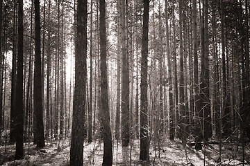 Image showing Beautiful misty forest