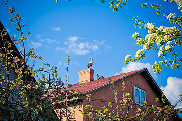 Image showing beautiful stork stand on roof