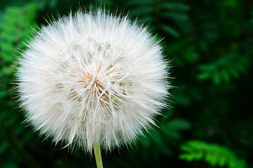 Image showing Dandelion