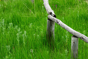 Image showing Wooden fence in the grassland