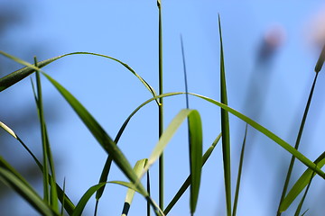 Image showing grass and sky