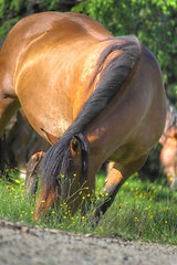 Image showing grazing horse