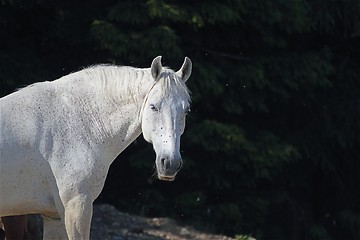 Image showing horse portrait