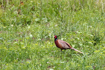 Image showing male pheasant in summer