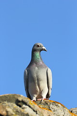 Image showing purebred pigeon on the roof