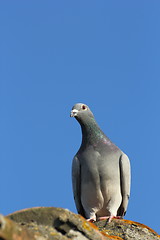 Image showing purebreed pigeon