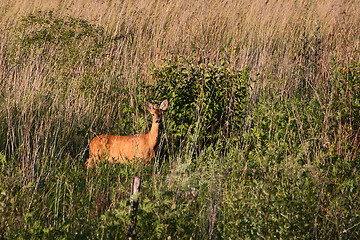 Image showing roe deer doe