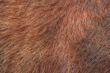 Image showing textured bear fur