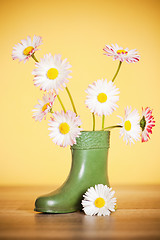 Image showing Bouquet of daisies in a boot