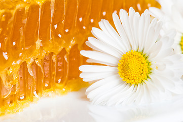 Image showing honeycomb with daisies on white plate 