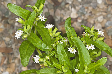 Image showing Stevia rebaudiana, support for sugar