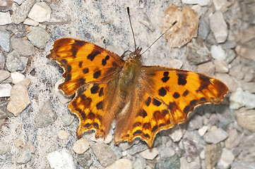 Image showing Comma butterfly, Polygonia c-album