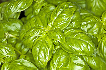 Image showing basil