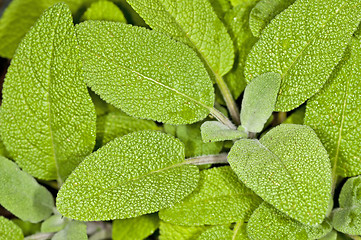 Image showing sage, Salvia officinalis