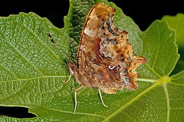 Image showing Comma butterfly, Polygonia c-album