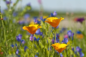 Image showing  Californian poppy