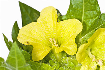 Image showing yellow henbane, medieval medicine plant