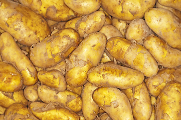 Image showing potatoes new harvest