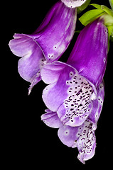 Image showing purple foxglove,  medicine plant