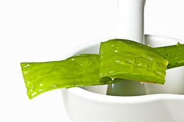 Image showing Aloe vera 
